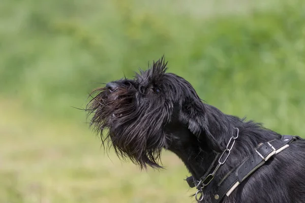 Side View Barking Black Schnauzer Dog Leash — Stock Photo, Image