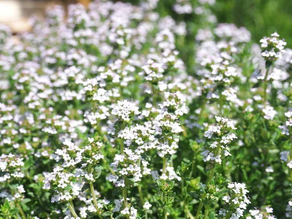 Tomilho Florescente Bonito Jardim Ervas Orgânicas — Fotografia de Stock