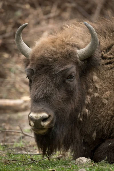 European Bison Forrest — Stock Photo, Image