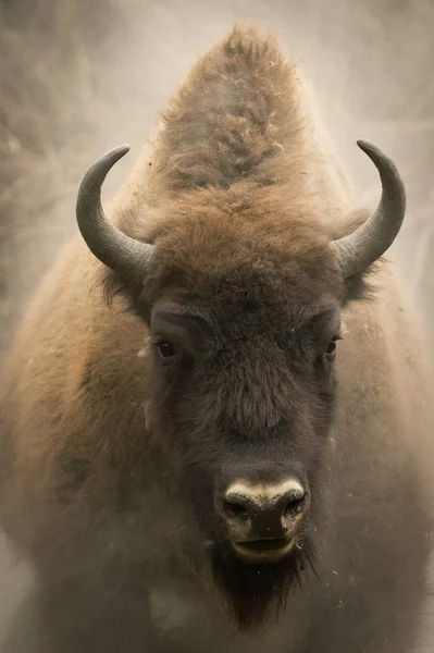 Wisent Einem Wald — Stockfoto