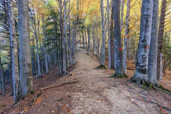 ルーマニア Ciucas 山中秋の森 — ストック写真