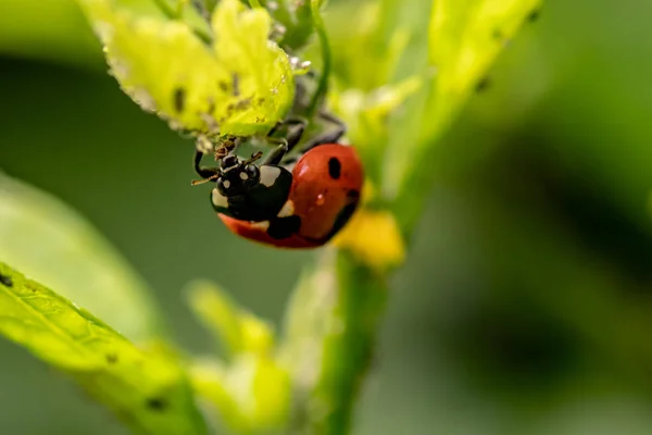 Kleine Kevers Het Voorjaar — Stockfoto