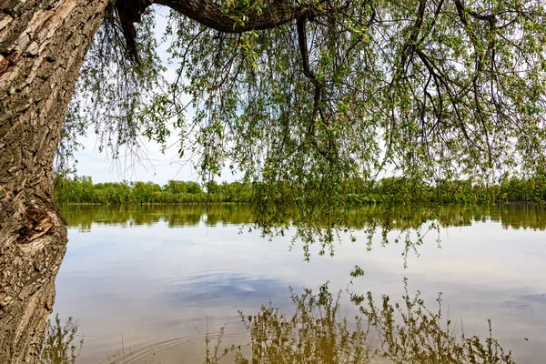 Baum Mit Grünen Blättern Über Dem Fluss Mit Reflexion Wasser — Stockfoto