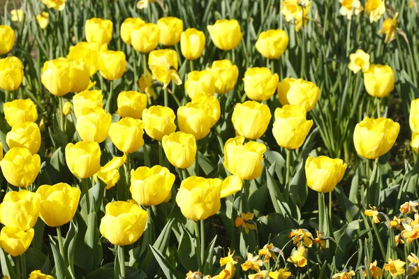 Tulipány Květiny Flóra Jaře — Stock fotografie