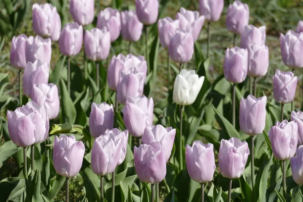 Tulipy Kwitnące Liliowo Niemcy — Zdjęcie stockowe