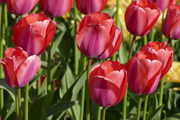 Płatki Kwiatów Tulipanów Wiosenna Flora — Zdjęcie stockowe