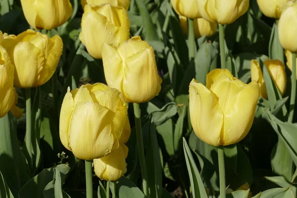 Tulipa Niemcy Żółte Tulipany Kwitnące — Zdjęcie stockowe