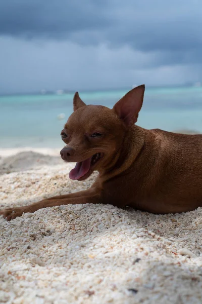 Feliz Pequeno Cão Gengibre Praia Areia Sobre Fundo Azul Mar — Fotografia de Stock
