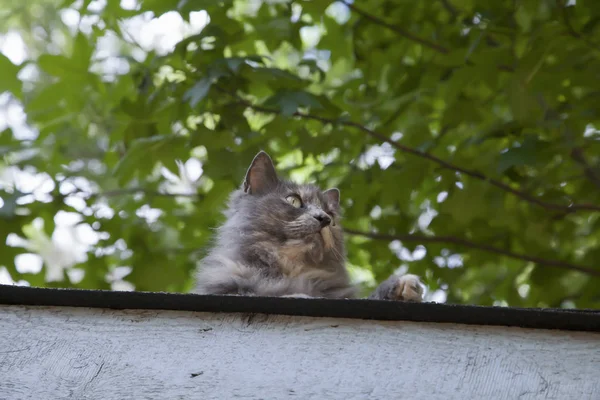 장난기있고 재미있는 고양이 — 스톡 사진