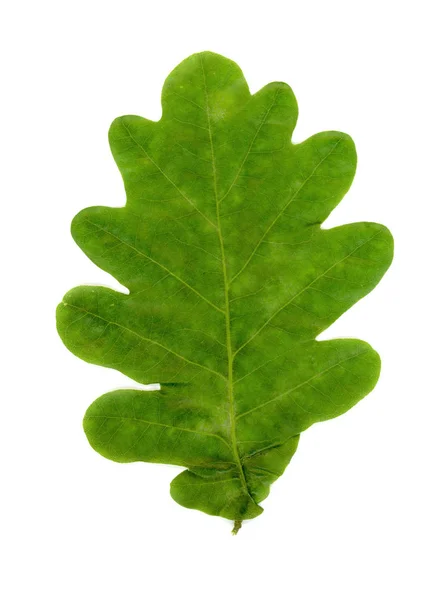 Beyaz Arkaplan Üzerinde Meşe Yaprağı Quercus Robur — Stok fotoğraf