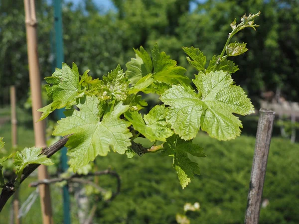 Natura Fogliame Albero Dell Uva Cresce Con Foglie — Foto Stock