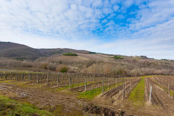 Rijen Van Wijngaarden Uit Heuvels Tuscany Italiaanse Landbouw Mooi Landschap — Stockfoto