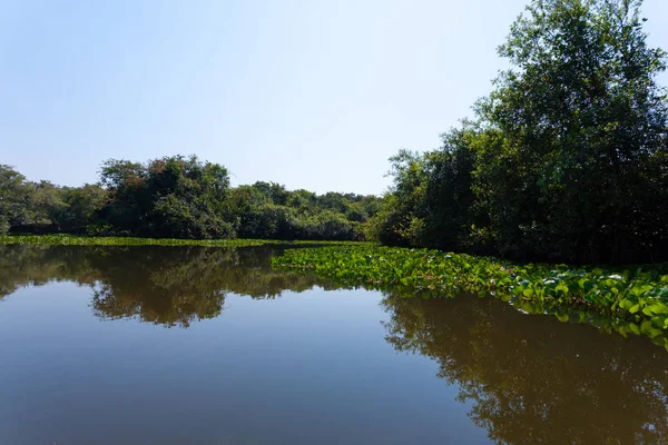 Мбаппе Бразильского Болотистого Региона Пантес Водные Лилии Закрываются Природа Открытость — стоковое фото