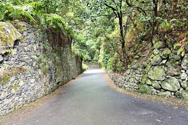 Entrada Bosque Laurisilva Los Tilos Palma Patrimonio Mundial Unesco Atractivo — Foto de Stock