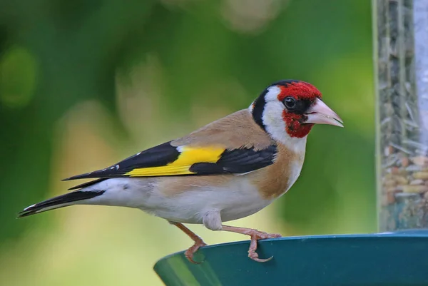 Stieglitz Oder Thelfink Carduelis Carduelis Der Futterstelle — Stockfoto