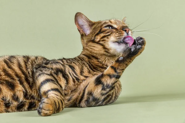 Rate Cat Toyger Felis Silvestris Catus Months Color Brown — Stock-foto © PantherMediaSeller #336987940