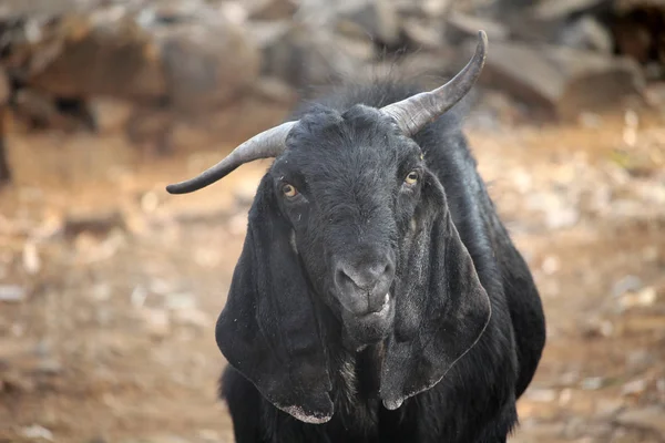 Retrato Uma Ram Preta Totalmente Crescida Com Chifres Intitulados Olhando — Fotografia de Stock