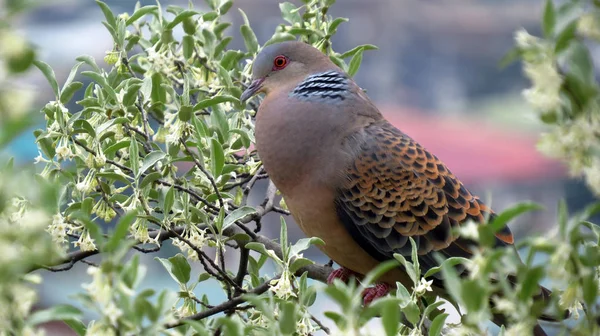 ブータンの木の上にある南アジアに生息する野鳥 — ストック写真