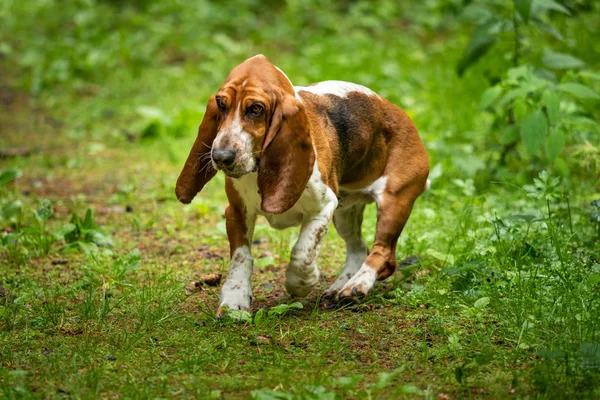 Basset Aux Longues Oreilles Dans Nature — Photo