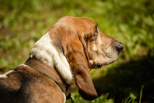 Een Basset Met Lange Oren Natuur — Stockfoto