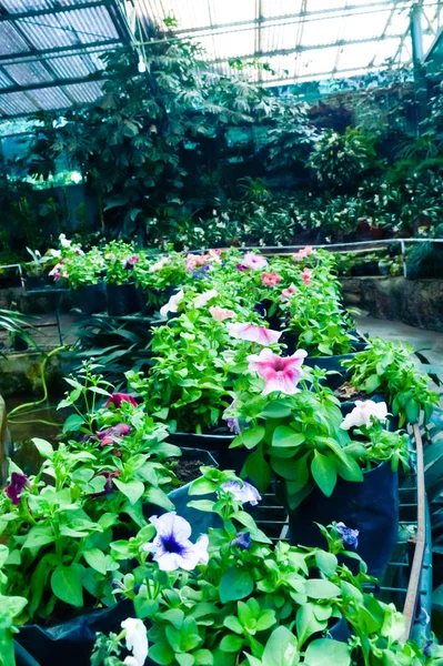 Rader Blommor Till Salu Trädgård Centrum Tulpan Trädgård Jammu Kashmir — Stockfoto