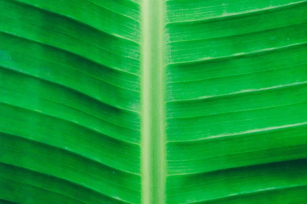 Κοντινό Πλάνο Λεπτομερή Άποψη Του Πράσινου Φύλλα Μπανάνας Φόντο Αφηρημένη — Φωτογραφία Αρχείου