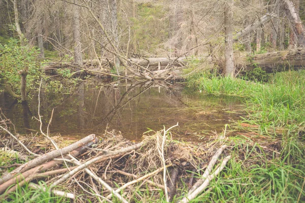 Landschaft Großen Arbersee Bayern — Stockfoto