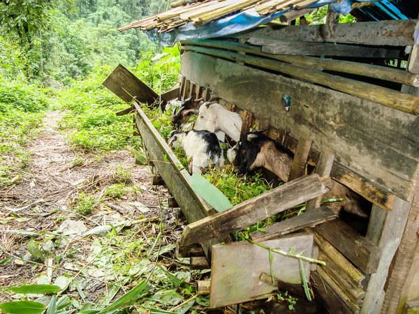 Lindo Divertido Kid Goats Inclina Cabeza Hacia Fuera Para Cruzar —  Fotos de Stock