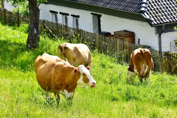 Skot Krávy Venku — Stock fotografie