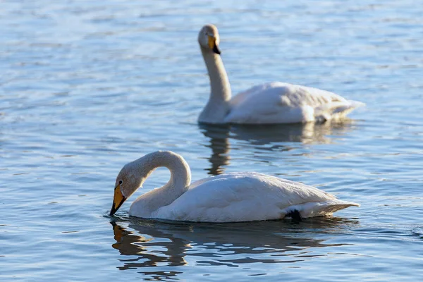 晴れた日には氷結しない川で冬の白鳥は — ストック写真