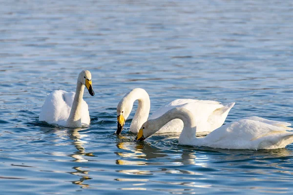 Vita Svanar Vintern Icke Iskall Flod Solig Dag — Stockfoto