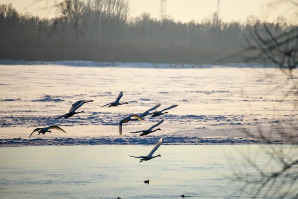 White Swans Winter Non Freezing River Sunny Day — 스톡 사진