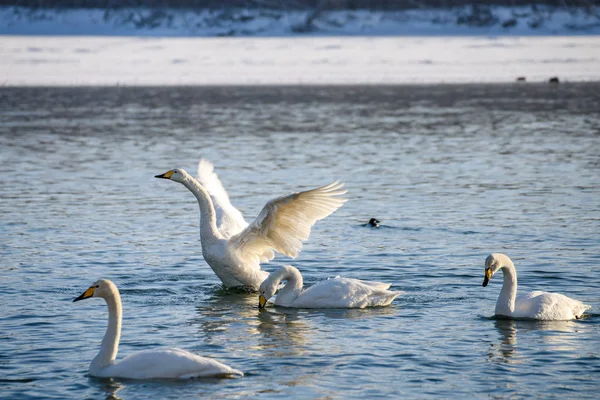 晴れた日には氷結しない川で冬の白鳥は — ストック写真