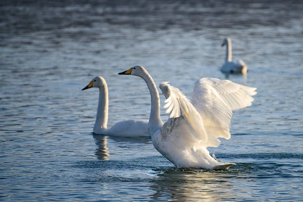 Cygnes Blancs Hiver Sur Une Rivière Non Gelée Par Une — Photo