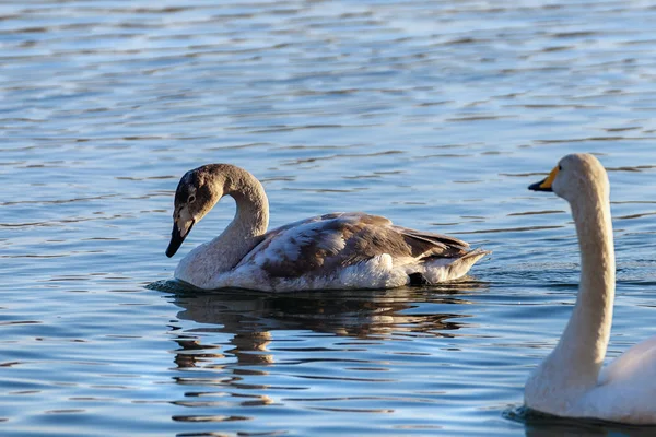 晴れた日には氷結しない川で冬の白鳥は — ストック写真