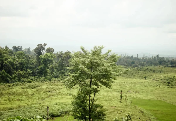 Hermoso Campo Adosado Cultivo Verde Rodeado Montaña Jalpaiguri Destino Turístico — Foto de Stock