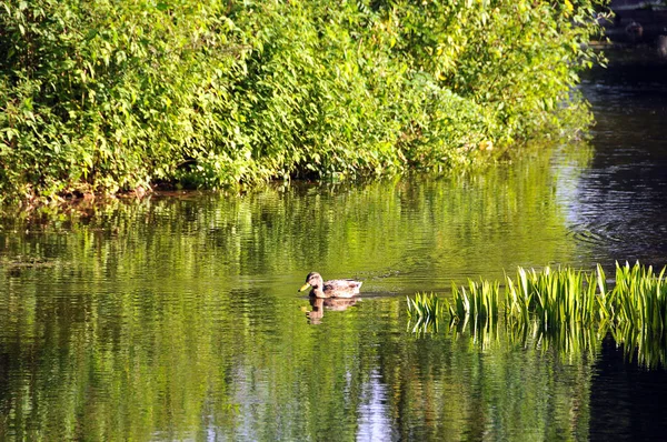 Ente Auf Einem Teich Klosterpark Von Hnanover Marienwerder — Stockfoto