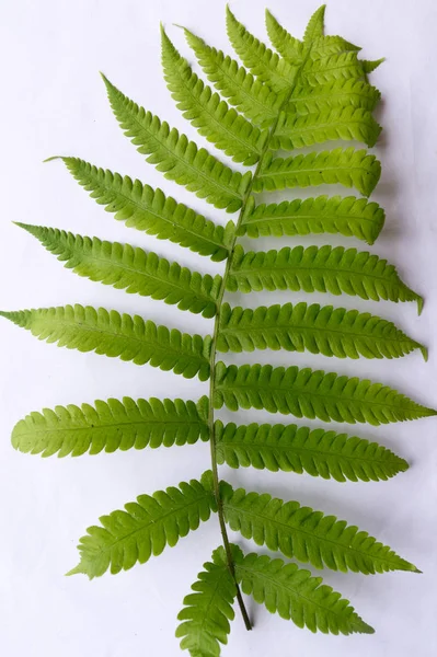 Закрыть Композитный Pinnate Зеленые Листья Листовки Ряд Два Кончике Белый — стоковое фото