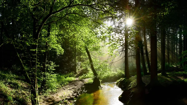 Belle Forêt Avec Ruisseau Soleil Qui Brille Travers Les Arbres — Photo