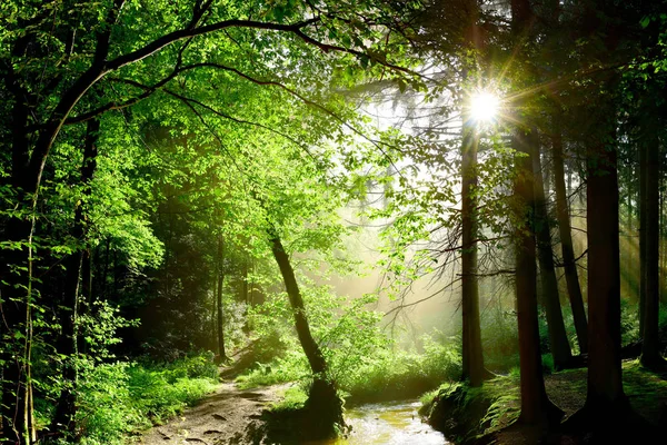 美丽的森林 小溪和灿烂的阳光穿过树林 — 图库照片
