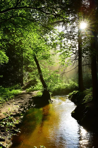 Hermoso Bosque Con Arroyo Sol Brillante Brillando Través Los Árboles —  Fotos de Stock