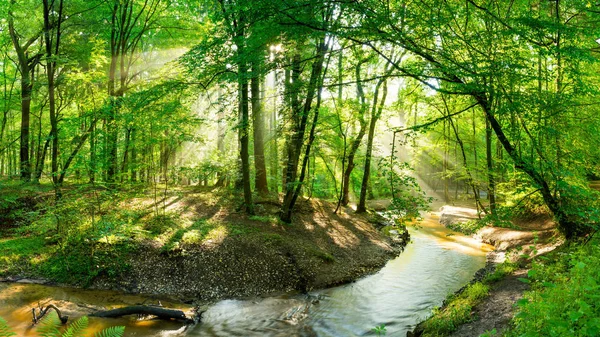 Schöner Wald Mit Bach Und Strahlender Sonne Die Durch Die — Stockfoto