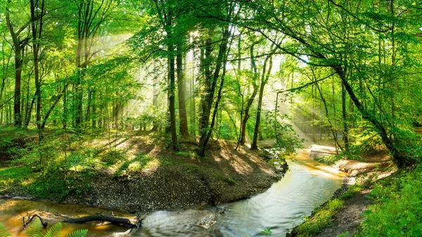 Belle Forêt Avec Ruisseau Soleil Qui Brille Travers Les Arbres — Photo