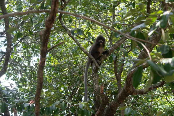 Beautiful Dusky Leaf Monkey Sitting Jumping Tree Wildlife Thailand Stock Picture