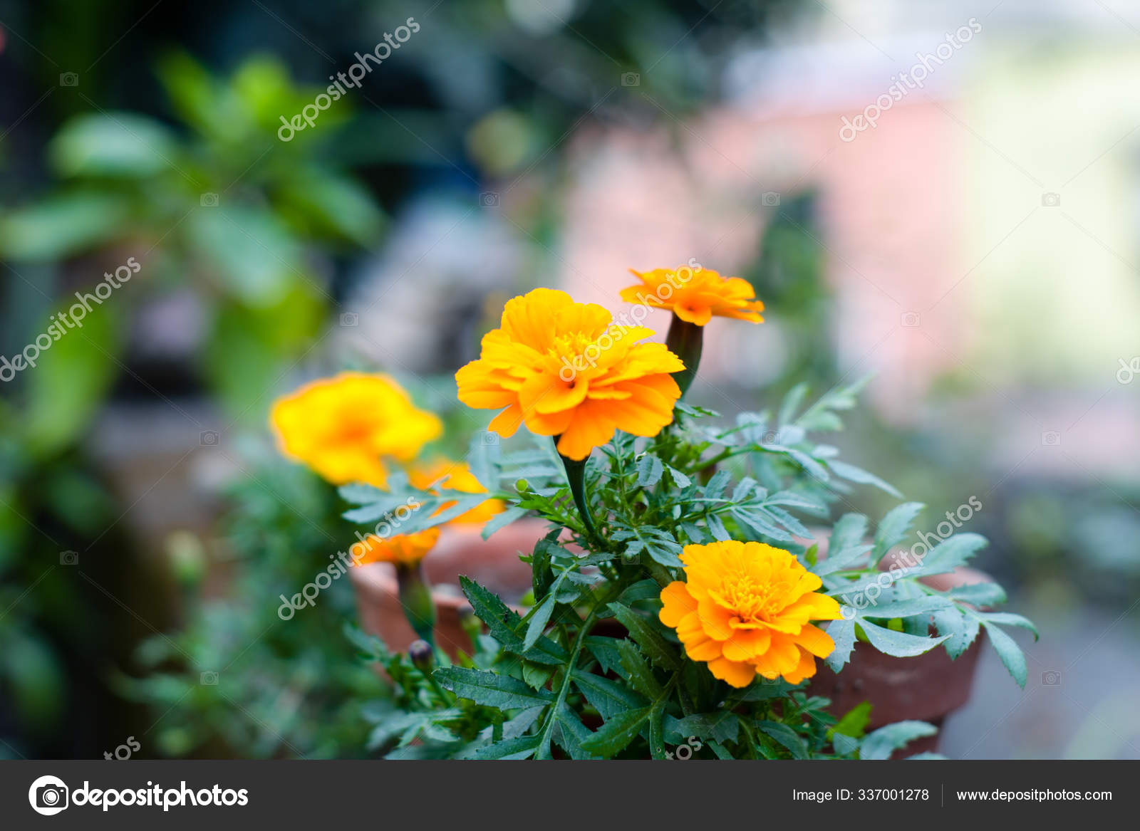 黄色和橙色的菊花花斑是一种多年生或多年生植物主要是葵花科的草本植物自然开花金黄色有栗色的光泽——图库图片© PantherMediaSeller #