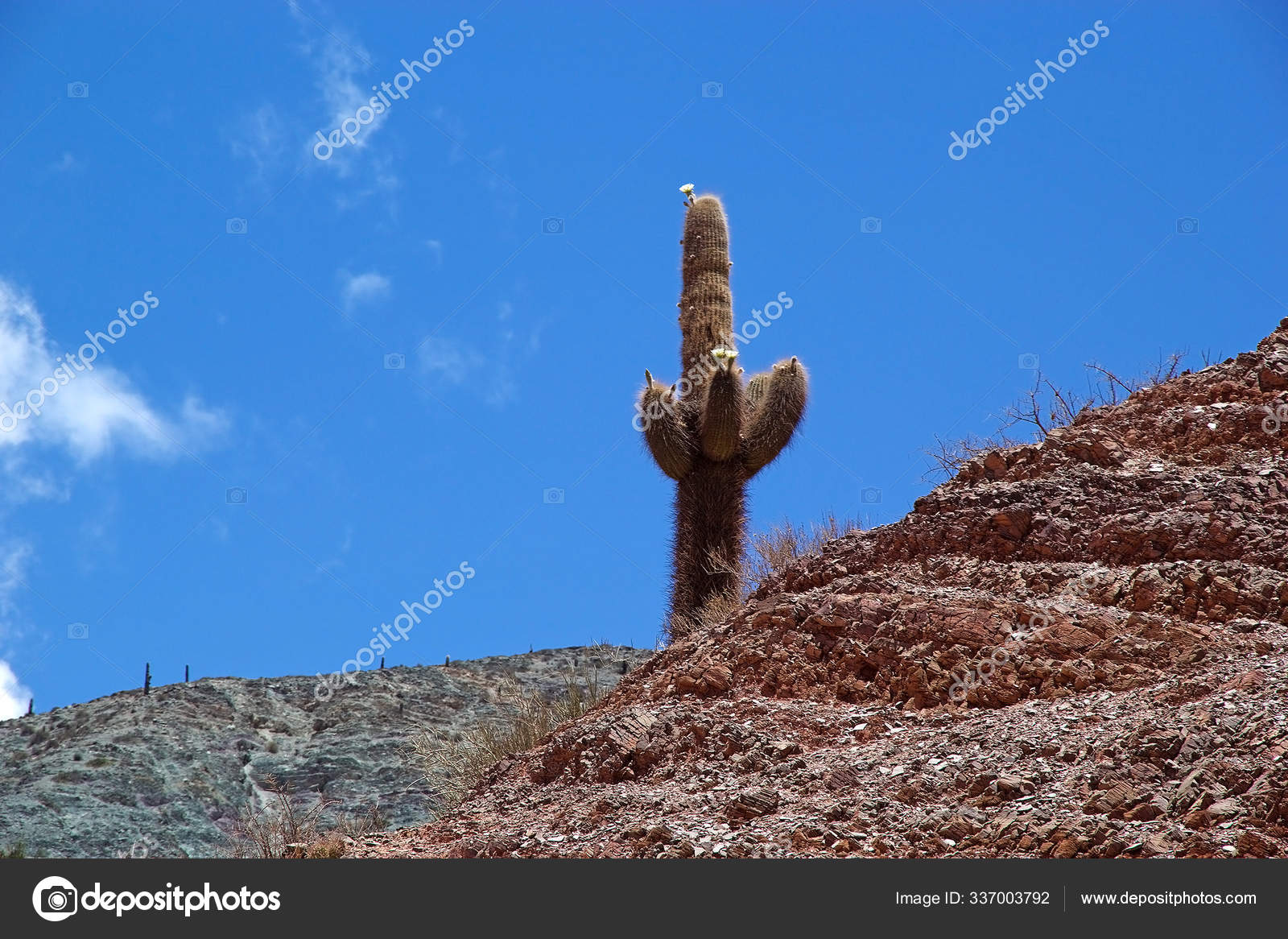 Cactus Gigante Cactus Cardones Con Flores Largo Del Paseo Los: fotografía  de stock © PantherMediaSeller #337003792 | Depositphotos
