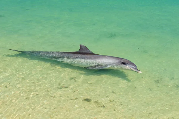 Dauphin Ludique Dans Les Eaux Peu Profondes Plage Monkey Mia — Photo