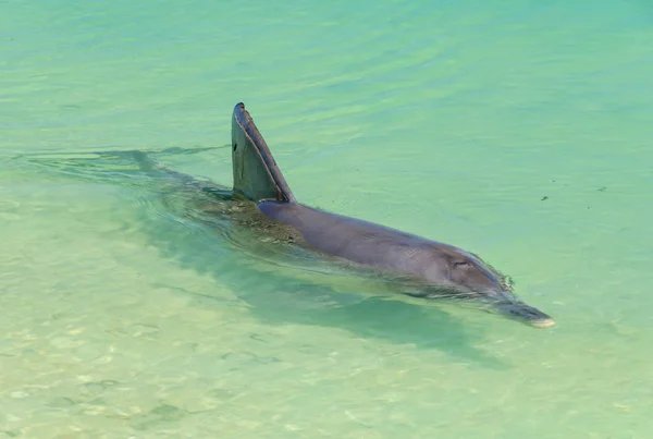 Dauphin Ludique Dans Les Eaux Peu Profondes Plage Monkey Mia — Photo