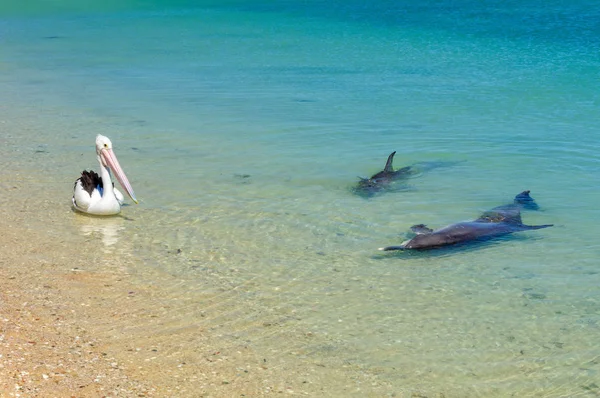 Два Дельфіни Пелікан Мілкій Воді Пляжу Мавпа Міа Австралія — стокове фото