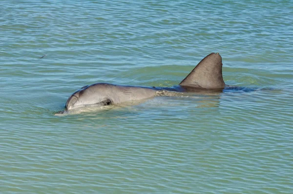Цікавий Дельфін Мілкій Воді Пляжу Мавпа Міа Австралія — стокове фото